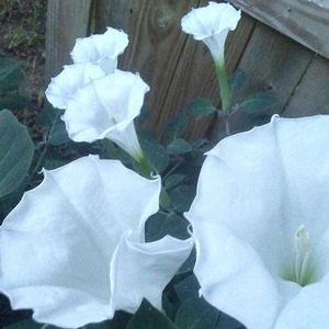 Meet your Posher, Danyelle